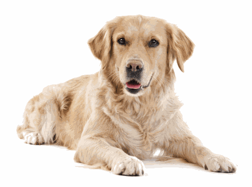Hondenluiken | Bouncer (Large) hondenluik voor grote honden voor in deuren en muren | Labrador, Duitse Herder, Golden Retriever, Bordercollie | © TomsgatesTekst en afbeelding