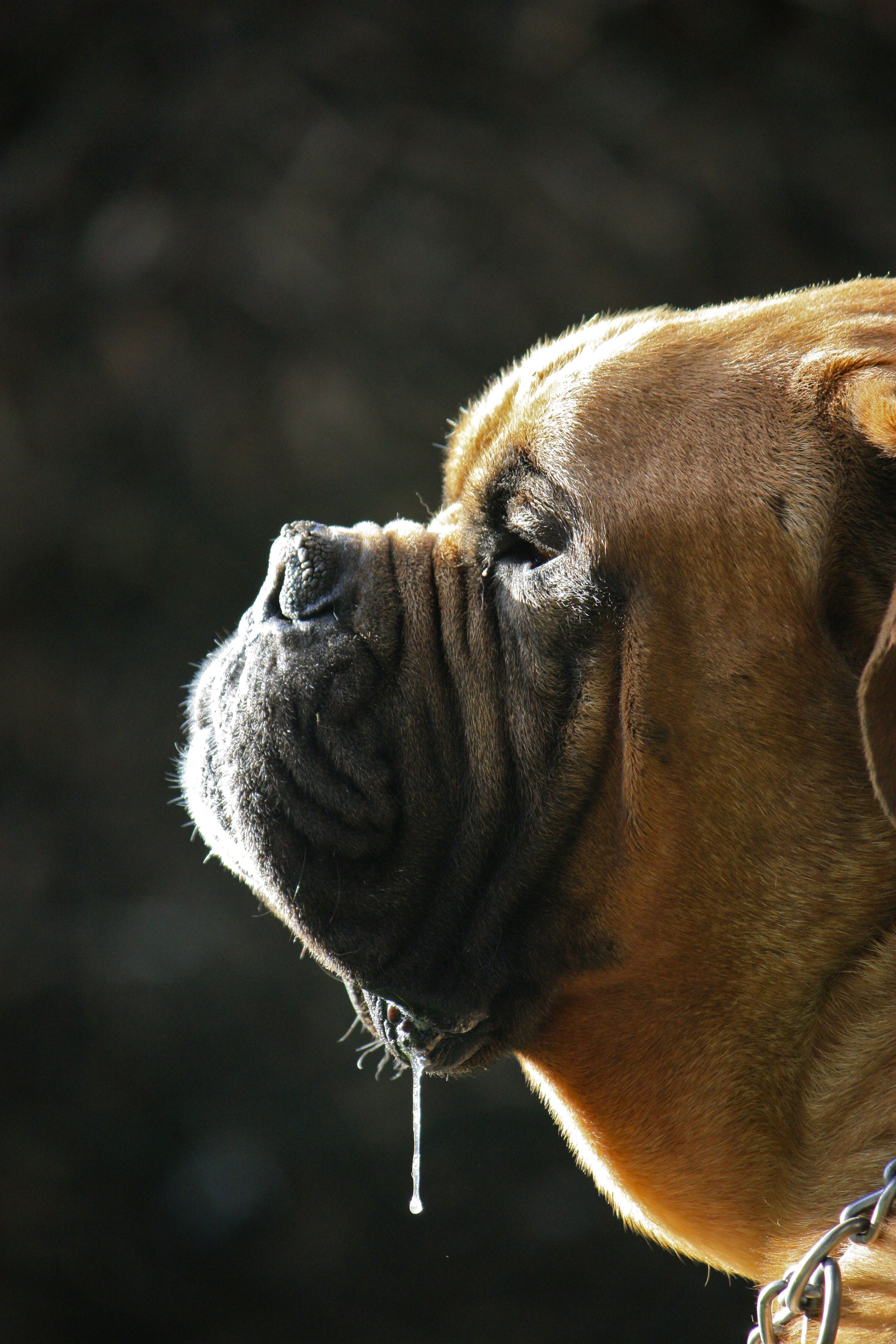 Trappes pour chiens | Chatières | Cahors, notre chien de bordeaux | © Tomsgates